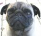 Millie our Pug aged 2yrs 4 months