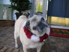 MAGGIE IS READY FOR SANTA!