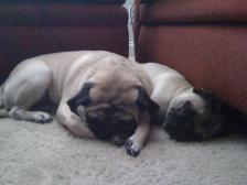 Pug Love