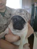 Marine Pug