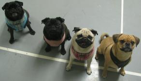 Team Pug