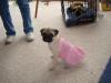 Gracie in her Tutu