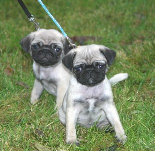 Our first walkies