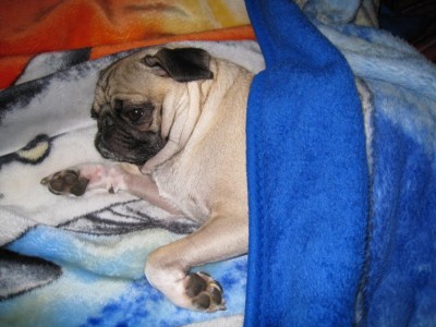 SNUG AS A PUG IN A RUG!!!