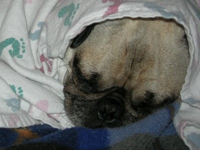 Snug as a Pug