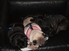 Pug Puddle