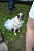 Pug lake Ballet