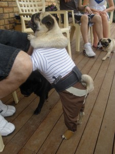 Peg Leg pug the Pirate