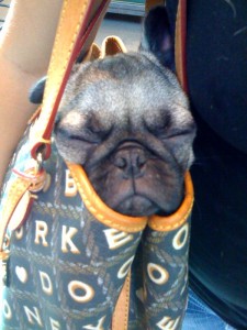 Taking a Nap in a Purse