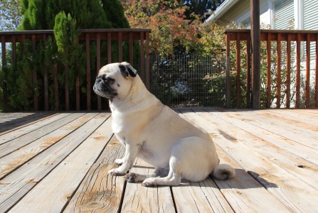 Transcendental Pug