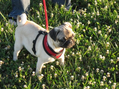 Ozzie at the Park