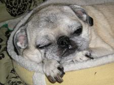 Pugs-Lee is tired!