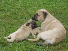 Pug and Part Pug