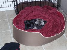 Lazy pugs