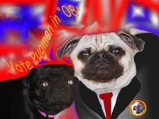 pug man's running for office!