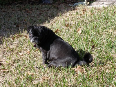 Marley in the sun