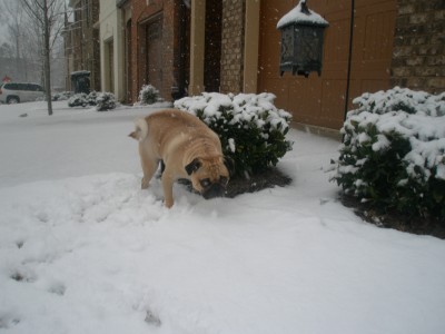 pee pee time in snow day from suwanee atlanta