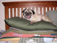 Piper on double stacked pillow