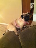 Pug in trouble