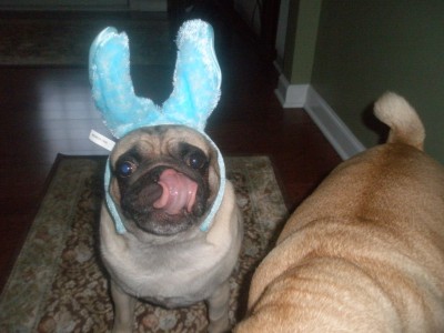 EASTER BUNNY