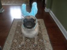 EASTER BUNNY