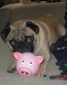 Vito and Piggy