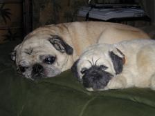 Pugs-Lee