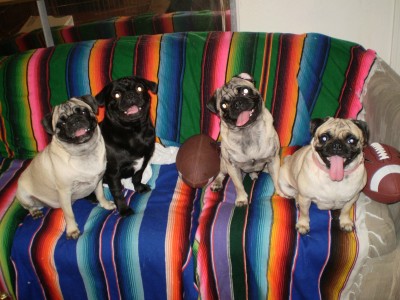 Happy Pugs