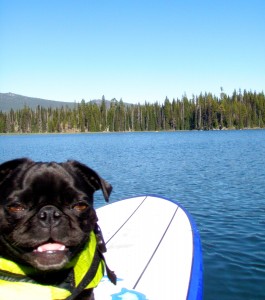 Paddle Boardin Puggy