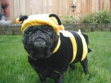 Libby Bee