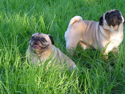 Long grass romp