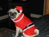 Santa Pugs