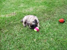 Penny's first ball