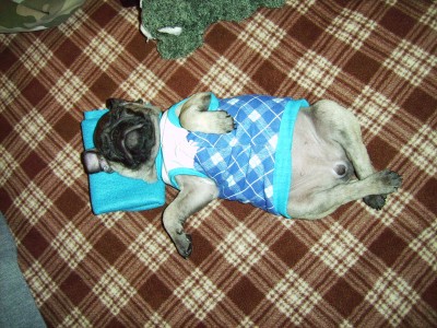 its a pugs life...