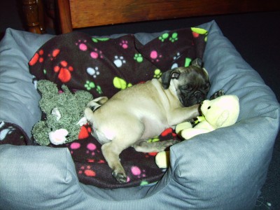 Sleeping Puggy