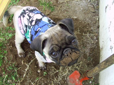 Penny doing the gardening!