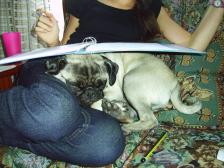 A pug has many uses...