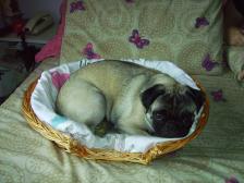 Penny in her feline sister's bed!