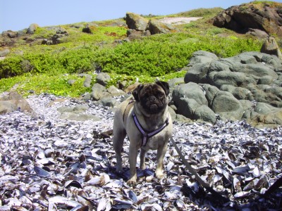 Penny at Yzerfontein, South Africa