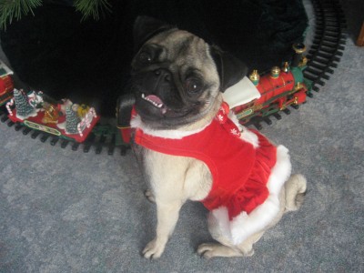 Christmas pug