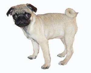 Paisley as a little Puglette