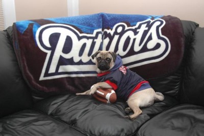 Patriot Pug