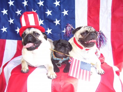 Patriotic Pugs