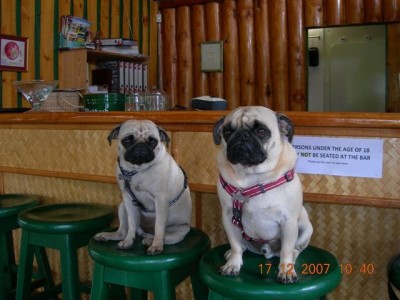 Bar Pugs