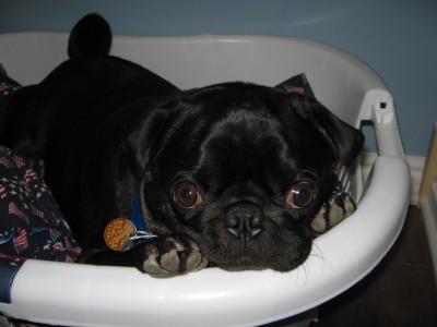 Bentley's Laundry Basket Bed