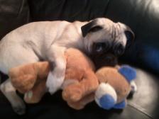 Nap time, with cuddles the teddy bear