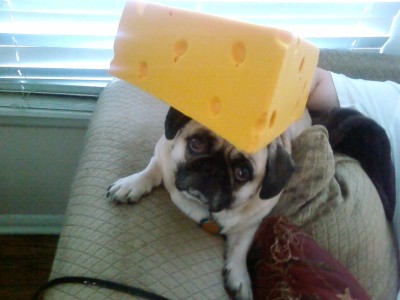 The Cheesedawg!