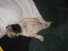 Pot bellied pug