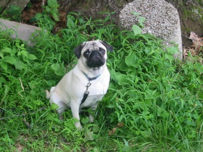 Dirt Worshipping Tree Pugger