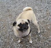 Pugsly at the playground